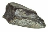 Fossil Iguanodon (Mantellisaurus) Tooth - England #206551-1